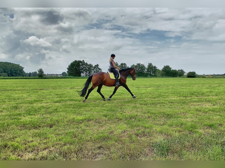 Oldenbourg Hongre 15 Ans 174 cm Bai brun in Hinte
