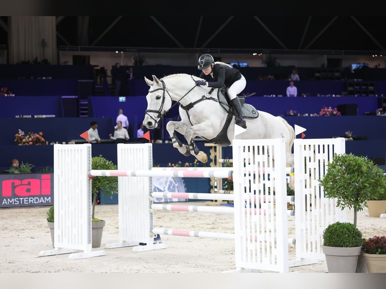 Oldenbourg Hongre 15 Ans 174 cm Gris in 's-Graveland