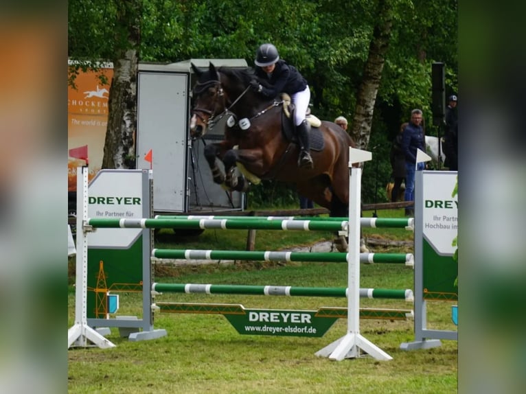 Oldenbourg Hongre 15 Ans 175 cm Bai brun in GyhumHeeslingen