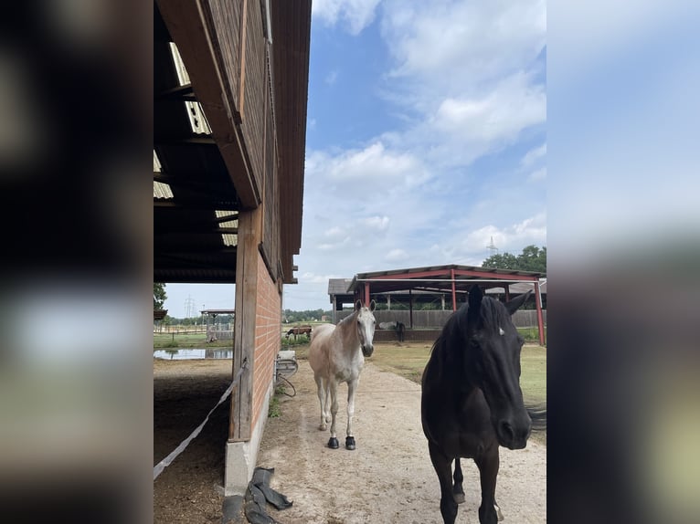 Oldenbourg Hongre 15 Ans 175 cm Gris moucheté in Steinhagen