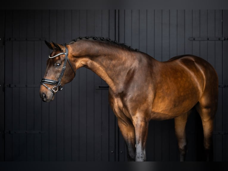 Oldenbourg Hongre 15 Ans 176 cm Bai brun in Mol