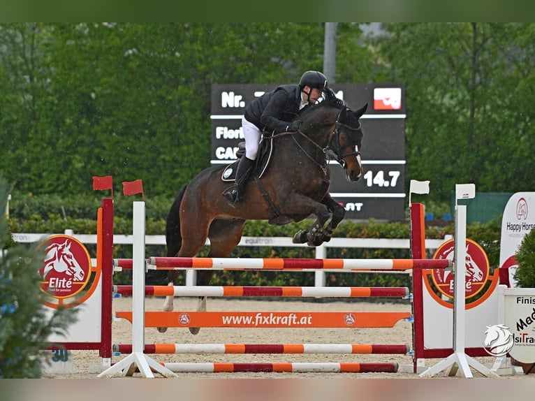 Oldenbourg Hongre 15 Ans 177 cm Bai in Aldrans