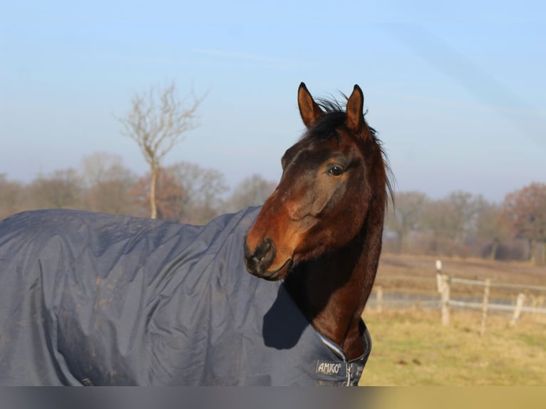 Oldenbourg Croisé Hongre 15 Ans 178 cm Bai in Alveslohe