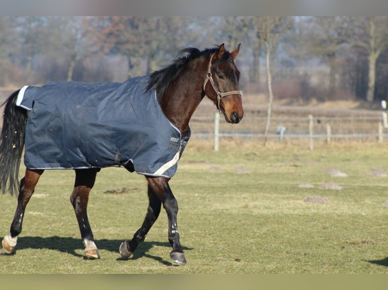 Oldenbourg Croisé Hongre 15 Ans 178 cm Bai in Alveslohe