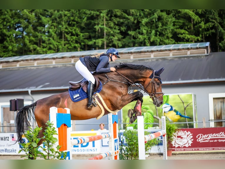 Oldenbourg Hongre 15 Ans 185 cm Bai in Gräfenhainichen