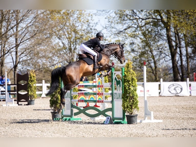 Oldenbourg Hongre 15 Ans Bai brun in Dąbrówka