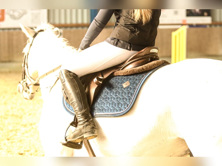 Oldenbourg Hongre 16 Ans 164 cm Gris in Neustadt (Hessen)