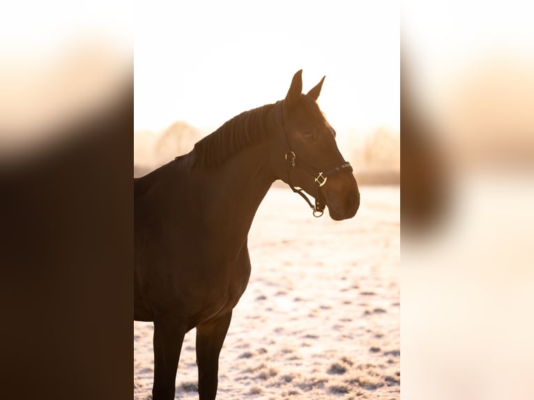 Oldenbourg Hongre 16 Ans 165 cm Bai brun in Hattersheim