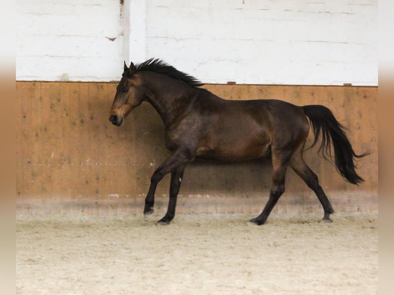 Oldenbourg Hongre 16 Ans 166 cm Bai in Schneverdingen
