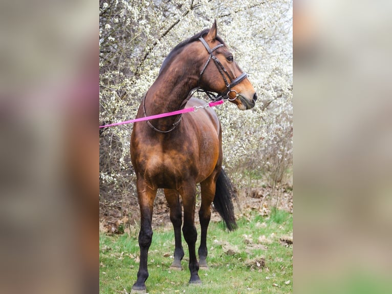 Oldenbourg Hongre 16 Ans 166 cm Bai in Schneverdingen