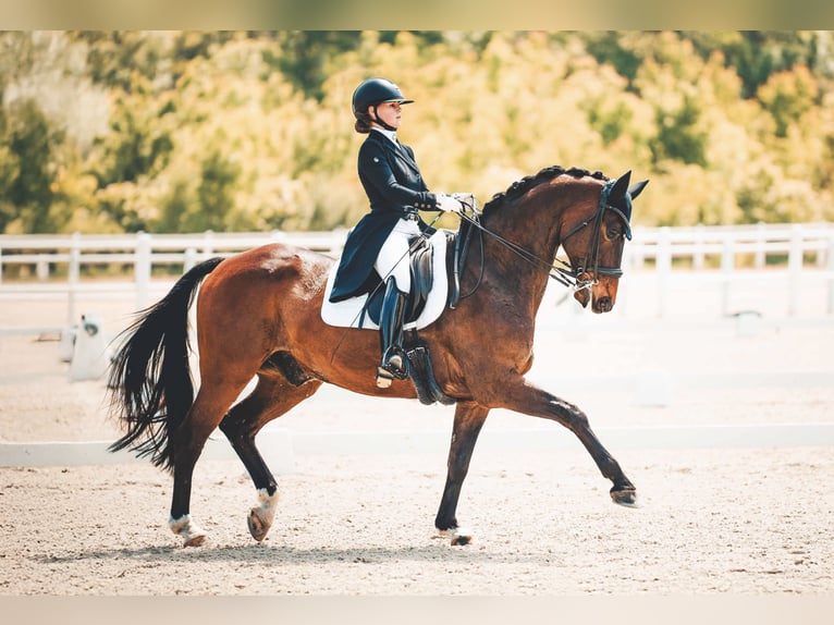 Oldenbourg Hongre 16 Ans 168 cm Bai brun in Traiskirchen