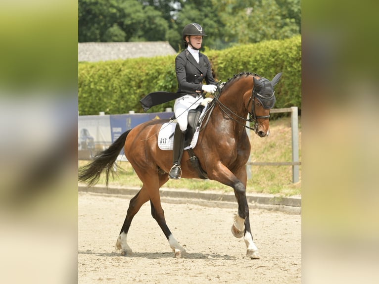 Oldenbourg Hongre 16 Ans 168 cm Bai in Bad Oldesloe