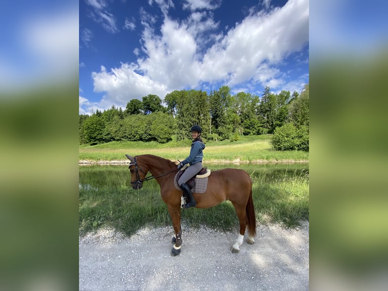 Oldenbourg Hongre 16 Ans 170 cm Alezan in Kranzberg