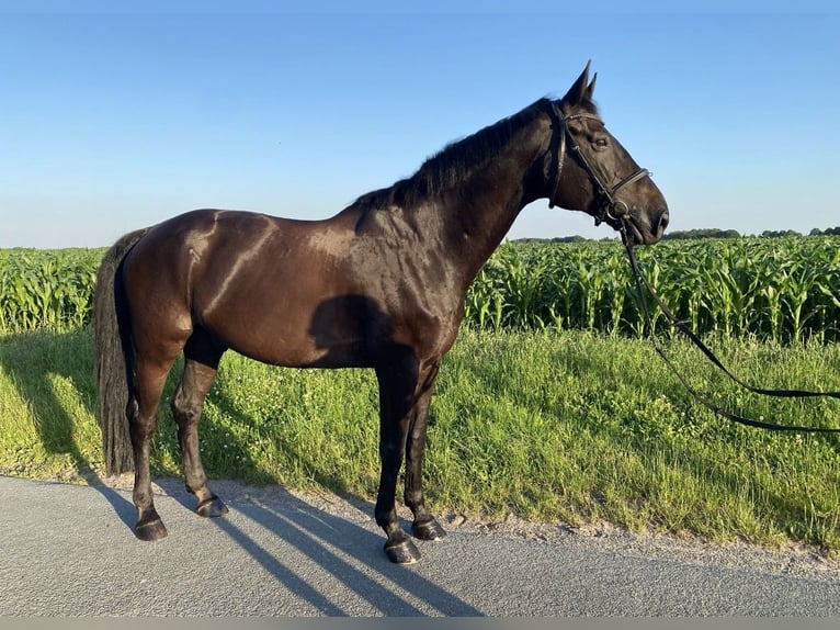 Oldenbourg Hongre 16 Ans 170 cm Bai brun foncé in Löningen