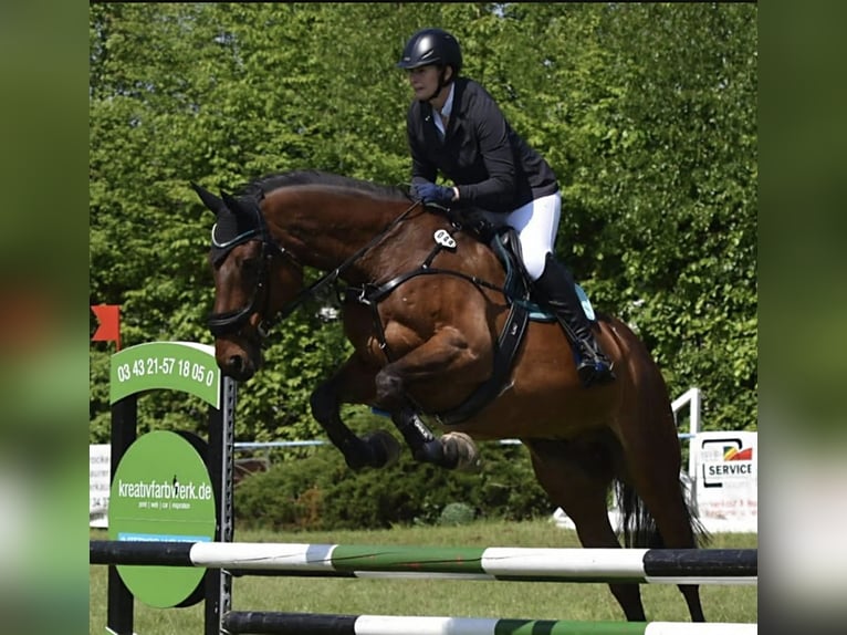 Oldenbourg Hongre 16 Ans 170 cm Bai in Bennewitz