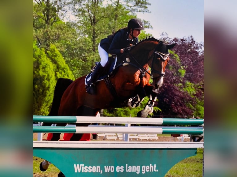 Oldenbourg Hongre 16 Ans 172 cm Bai in Winkelsett