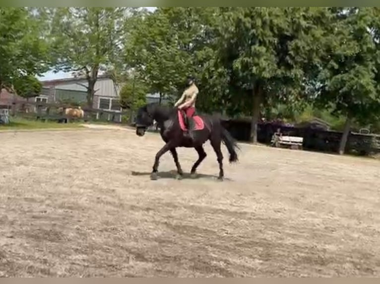 Oldenbourg Hongre 16 Ans 172 cm Noir in Leer (Ostfriesland)