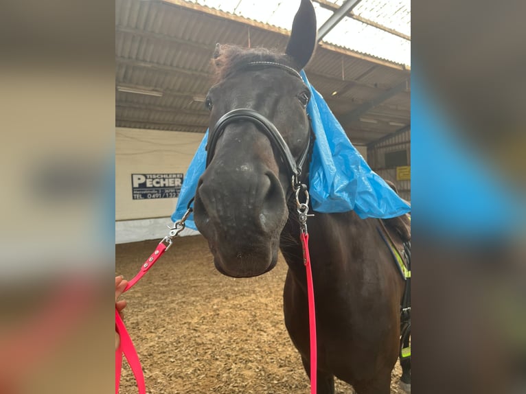 Oldenbourg Hongre 16 Ans 172 cm Noir in Leer (Ostfriesland)