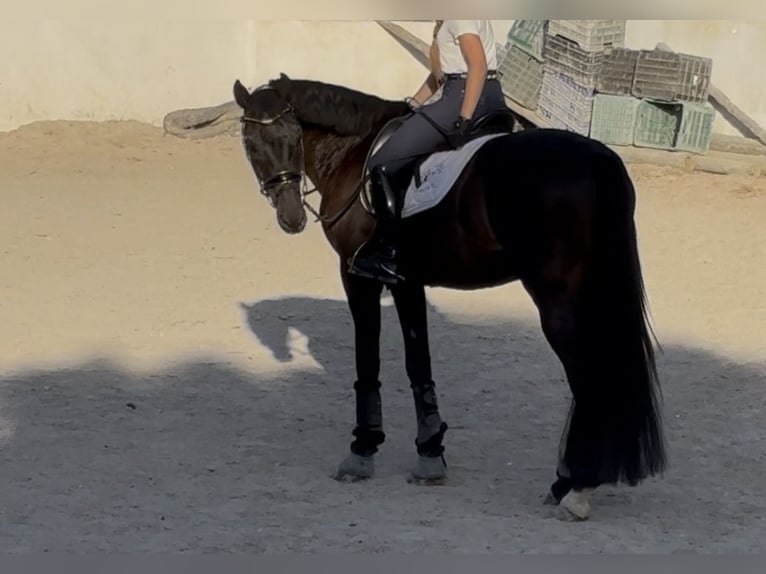 Oldenbourg Hongre 16 Ans 173 cm Noir in Islas Baleares
