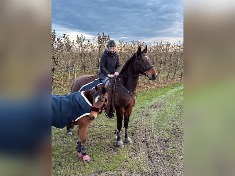 Oldenbourg Hongre 16 Ans 174 cm Bai in Jorkk