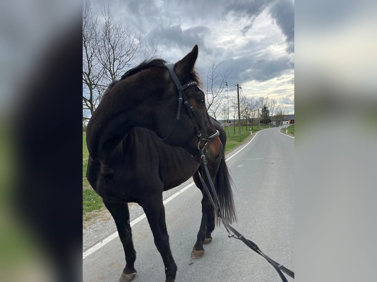 Oldenbourg Hongre 16 Ans 175 cm Bai in Tegau