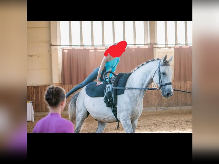 Oldenbourg Hongre 16 Ans 175 cm Gris in Sickte