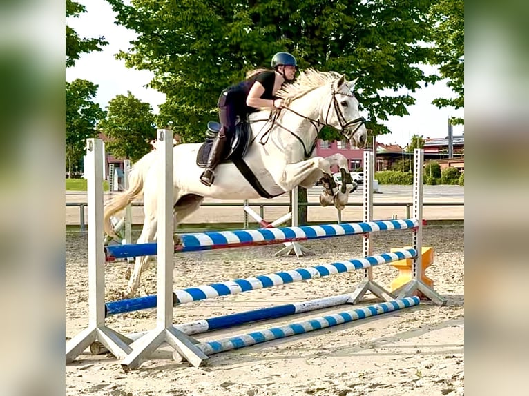 Oldenbourg Hongre 16 Ans 175 cm Gris in Oberzent
