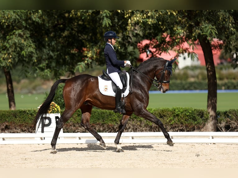 Oldenbourg Hongre 16 Ans 177 cm Bai in Carmona Oldenbourg Hongre 16 Ans 177 cm Bai in Carmona
