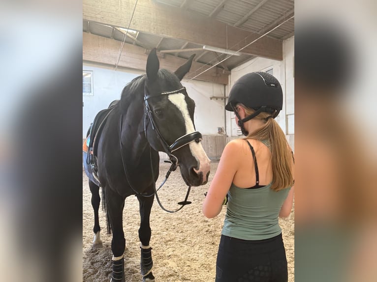 Oldenbourg Hongre 16 Ans 178 cm Noir in Binzen