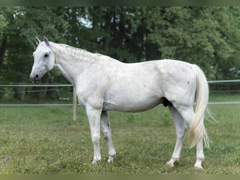 Oldenbourg Hongre 16 Ans 180 cm Blanc in Ljubljana