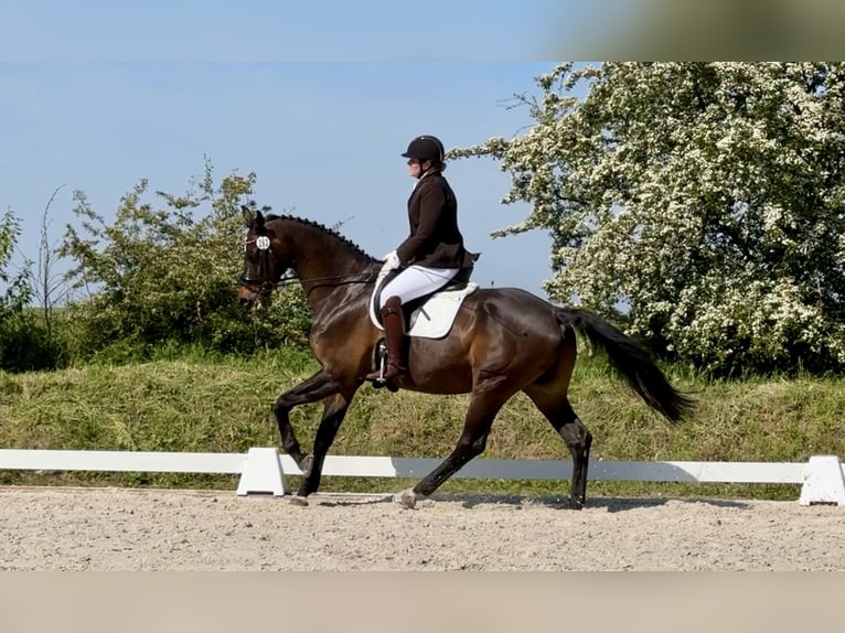 Oldenbourg Hongre 16 Ans 182 cm Bai brun in Mühlenberge