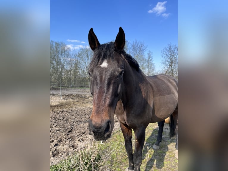 Oldenbourg Hongre 16 Ans 182 cm Bai brun in Mühlenberge