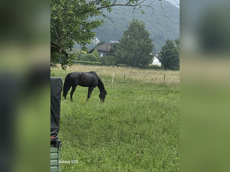 Oldenbourg Hongre 16 Ans 184 cm Bai brun in Herdorf