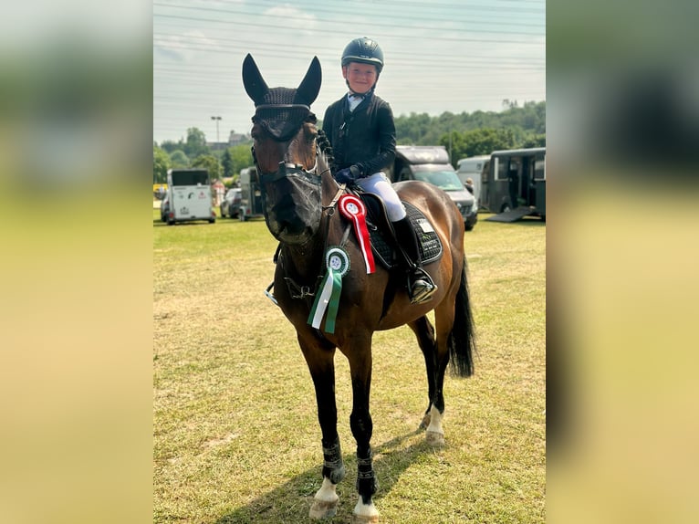 Oldenbourg Hongre 17 Ans 158 cm Bai in Lindlar