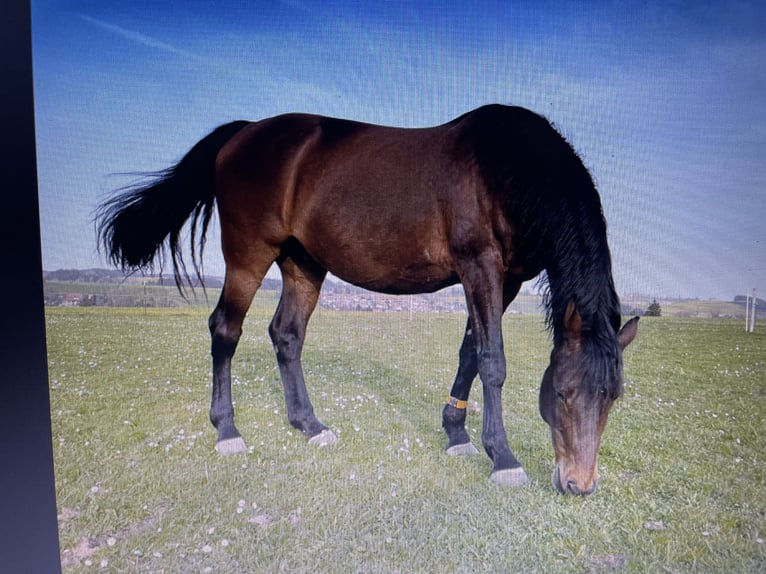 Oldenbourg Hongre 17 Ans 164 cm Bai in Obergünzburg