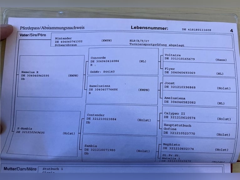 Oldenbourg Hongre 17 Ans 167 cm Bai clair in Berndorf