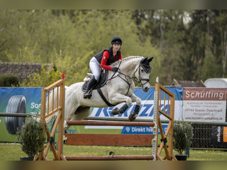 Oldenbourg Hongre 17 Ans 170 cm Gris in Papenburg