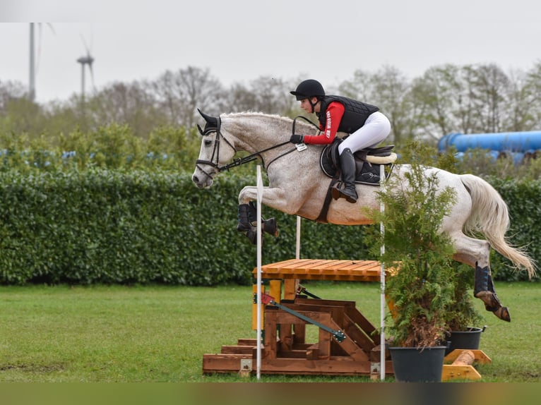 Oldenbourg Hongre 17 Ans 170 cm Gris in Papenburg