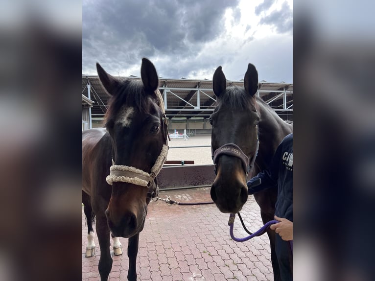 Oldenbourg Hongre 17 Ans 171 cm Bai brun in Hagenbach