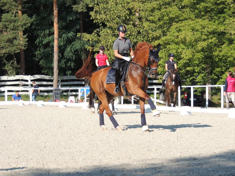 Oldenbourg Hongre 17 Ans 172 cm Alezan in TORRELAGUNA