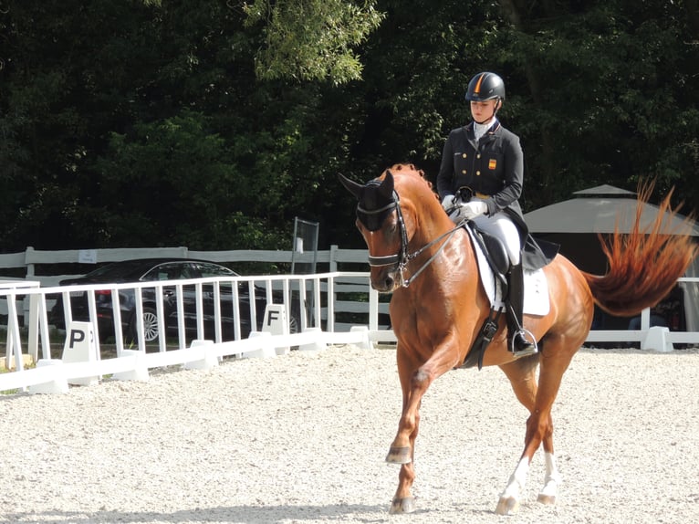 Oldenbourg Hongre 17 Ans 172 cm Alezan in TORRELAGUNA