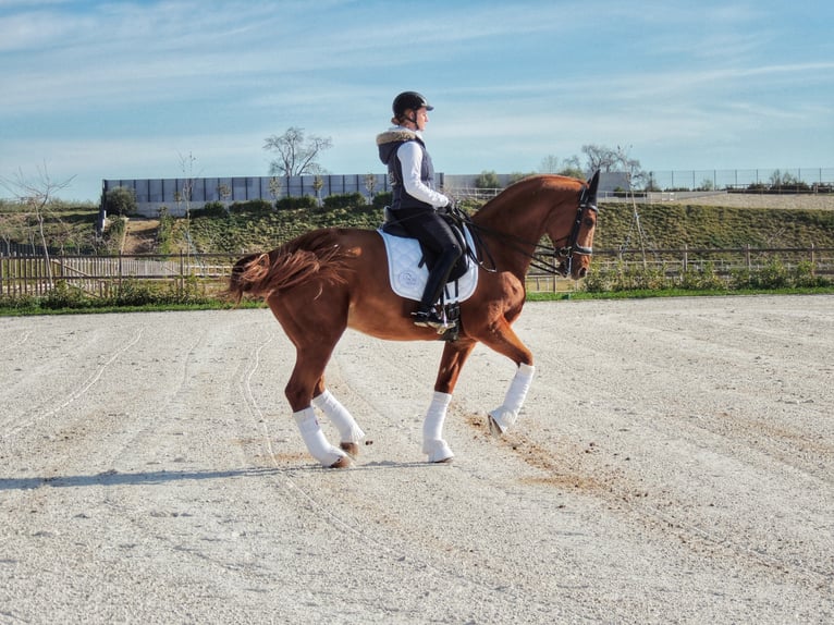 Oldenbourg Hongre 17 Ans 172 cm Alezan in TORRELAGUNA