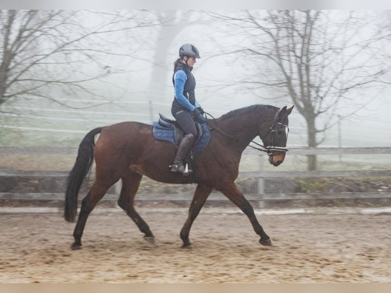 Oldenbourg Hongre 17 Ans 173 cm Bai in St.Ulrich bei Steyr