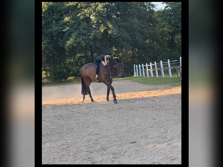 Oldenbourg Hongre 17 Ans 174 cm Bai brun in Diepholz