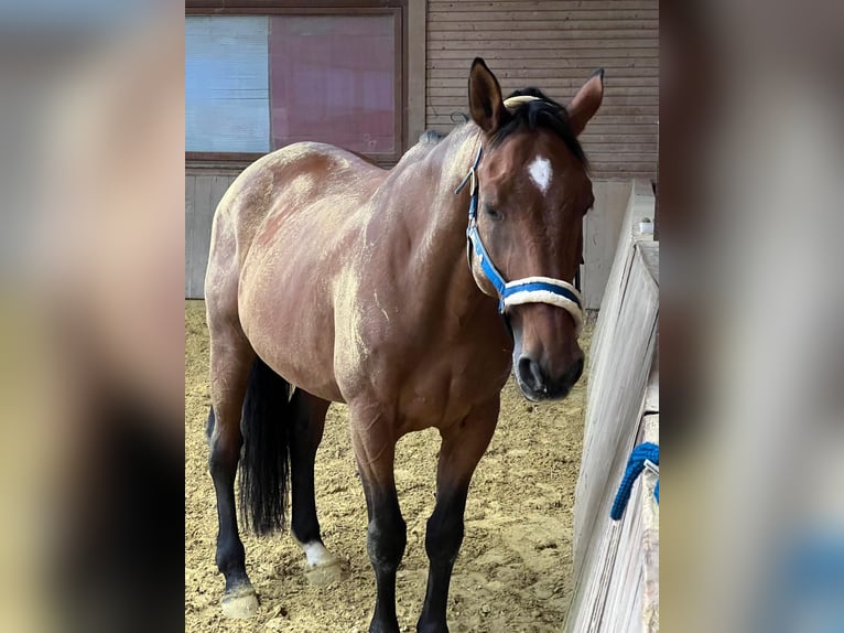 Oldenbourg Hongre 17 Ans 174 cm Bai in Renchen