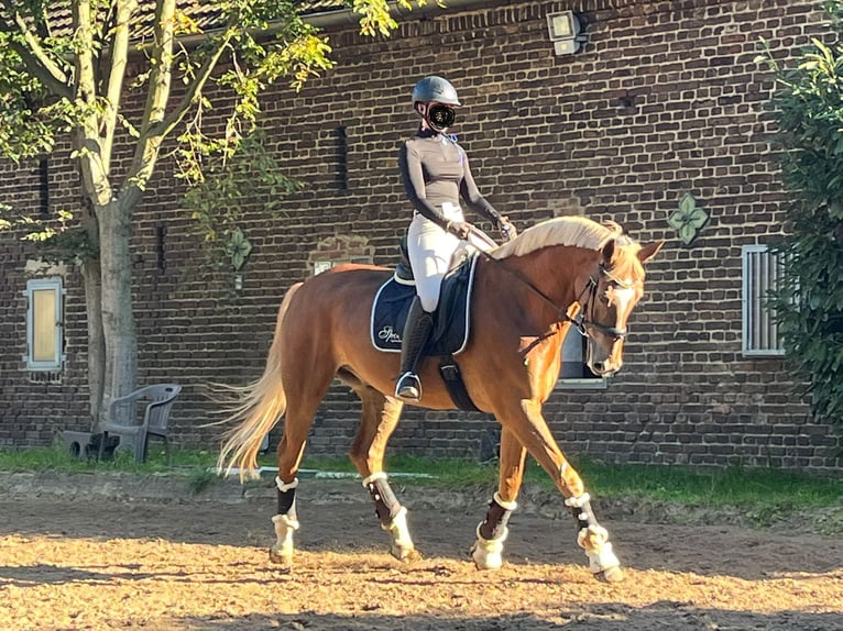 Oldenbourg Hongre 17 Ans 175 cm Alezan in Neuss