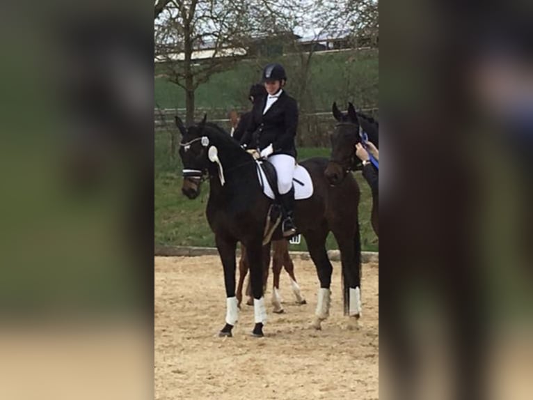 Oldenbourg Hongre 17 Ans 176 cm Bai in Scheinfeld