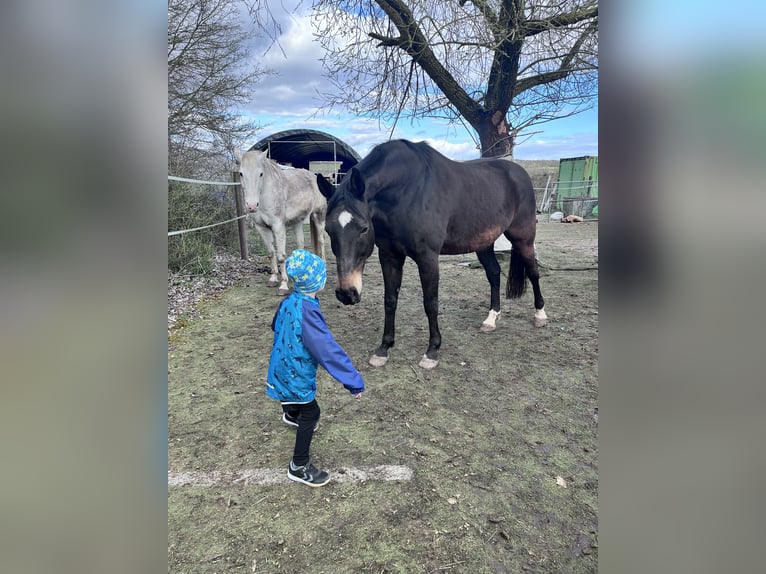 Oldenbourg Hongre 17 Ans 176 cm Bai in Scheinfeld