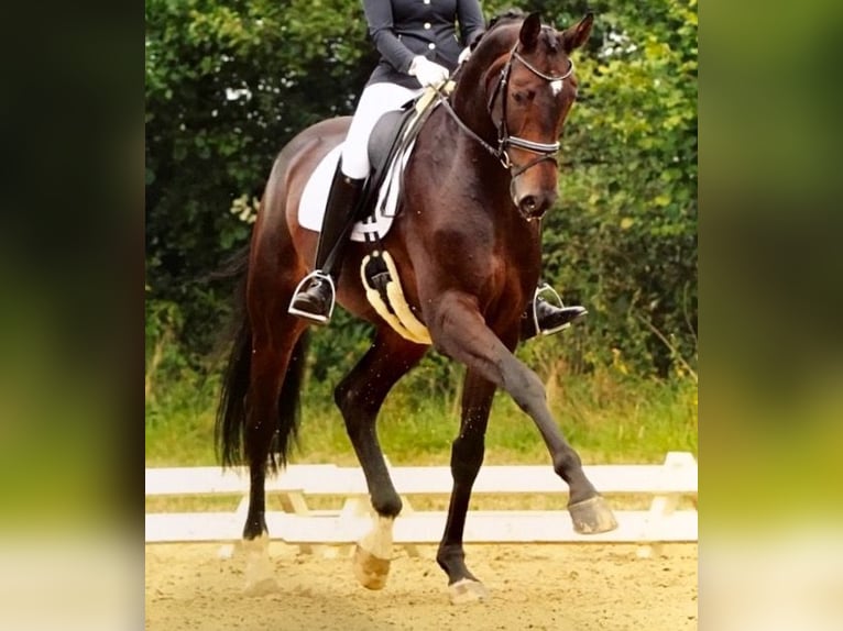 Oldenbourg Hongre 17 Ans 176 cm Bai in Scheinfeld