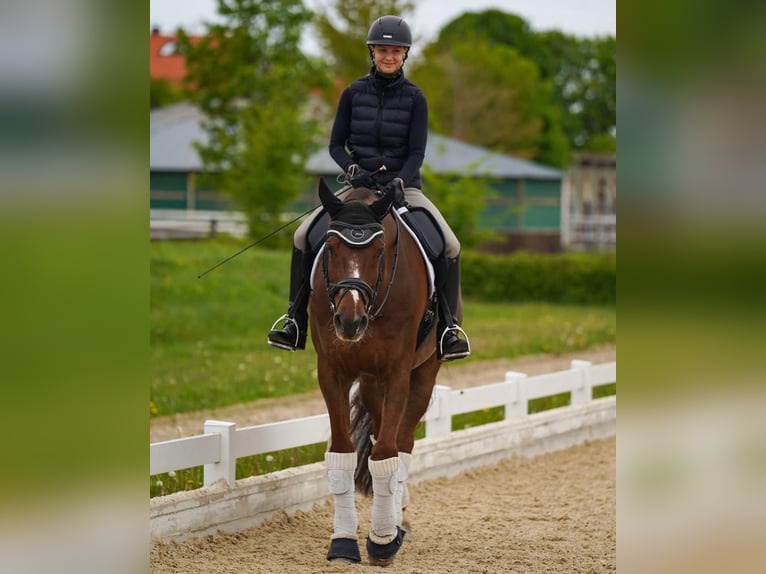 Oldenbourg Hongre 17 Ans 178 cm Alezan brûlé in Landsberg am Lech